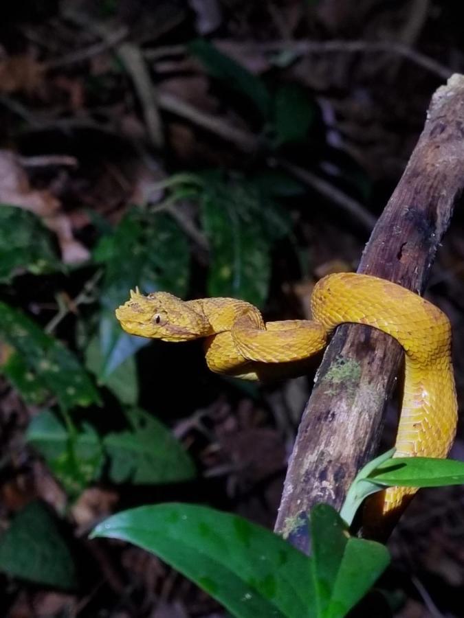 Tortuguero Villas Экстерьер фото