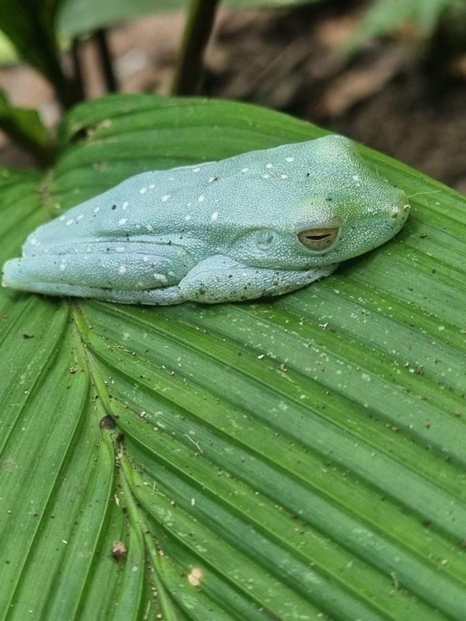 Tortuguero Villas Экстерьер фото