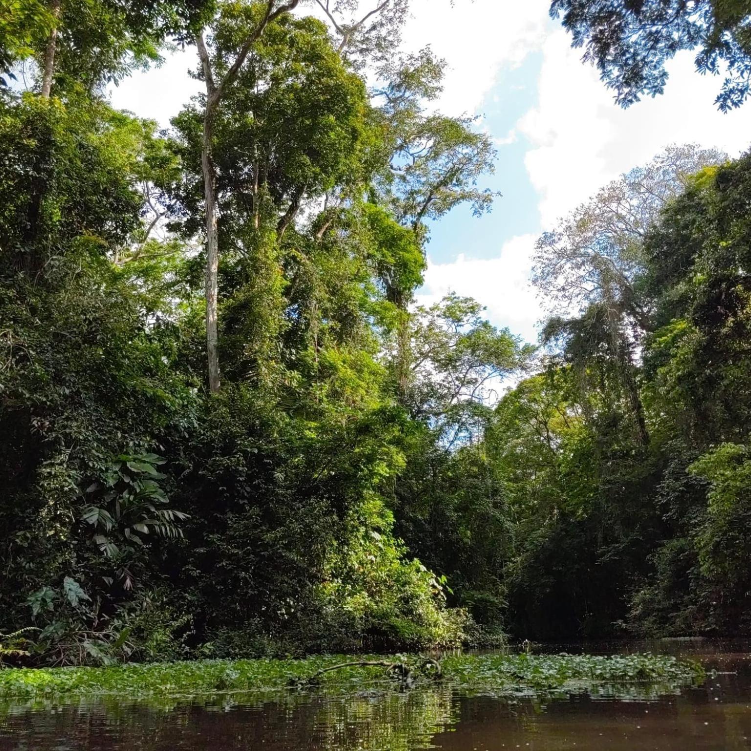 Tortuguero Villas Экстерьер фото